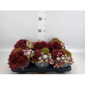 Sempervivum   ...
