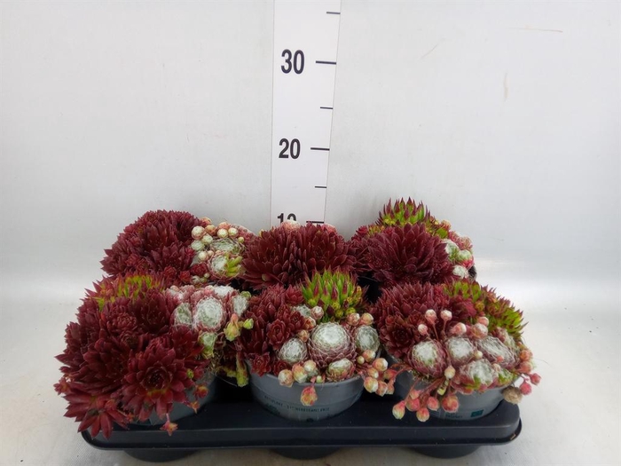 <h4>Sempervivum ...</h4>