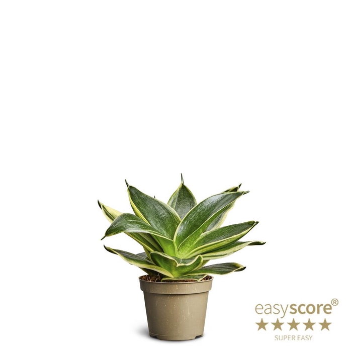 <h4>SANSEVIERIA TRIFASCIATA</h4>