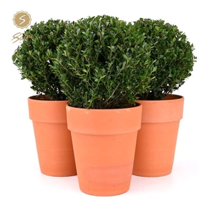 Ilex crenata 'Jenny'® Ball Ø20cm P17 in Ceramic Terracotta