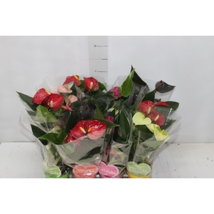 ANTHURIUM VARIADO P09