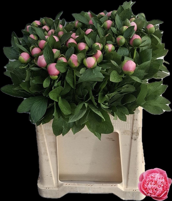 <h4>PAEO ETCHED SALMON</h4>