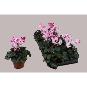 CYCL MD SUP FUSIO MI