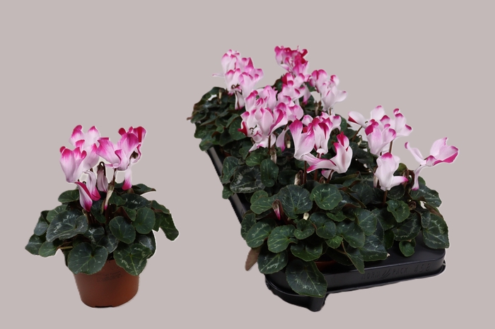 <h4>CYCL MD SUP FUSIO MI</h4>