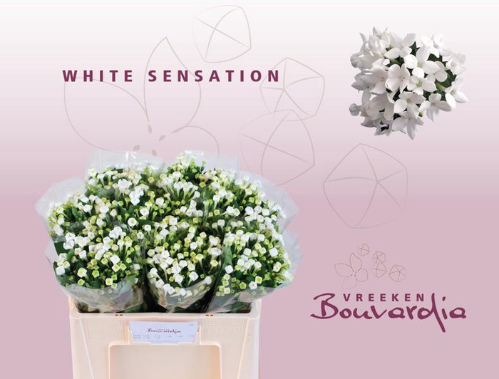 <h4>Bouvardia White Sensation Vreeken</h4>