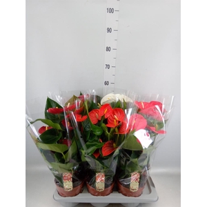 Anthurium   ...mix 4