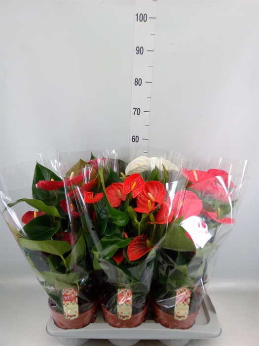 <h4>Anthurium ...mix 4</h4>