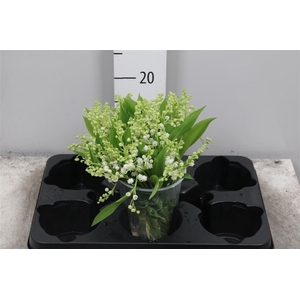 Convallaria P St