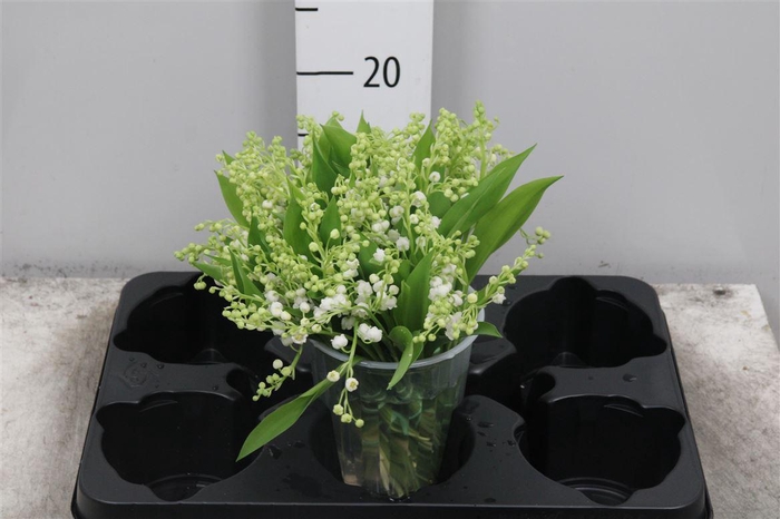 <h4>Convallaria P St</h4>