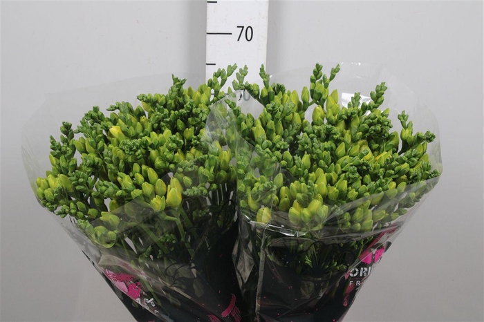 <h4>Fr Du Grandeur</h4>