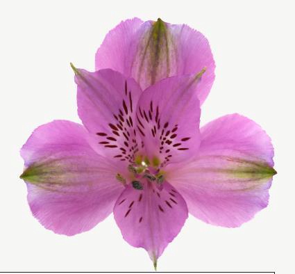 <h4>Alstr Camaro</h4>