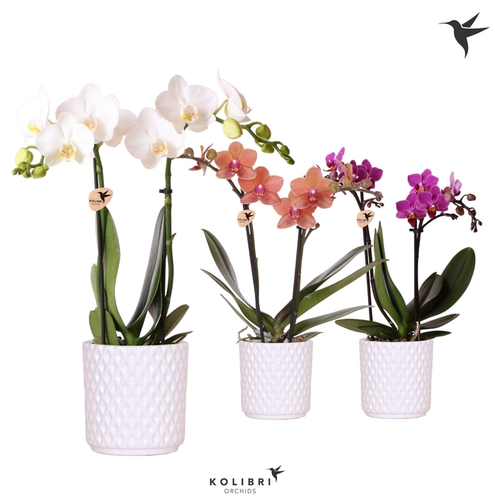 <h4>Kolibri Orchids Phalaenopsis mix 2 spike in Diamond pot white</h4>