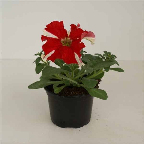 Petunia rood ster p9