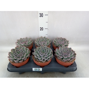 Echeveria   ...