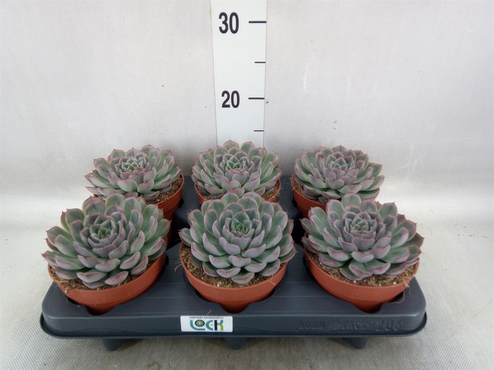 <h4>Echeveria   ...</h4>