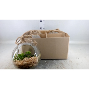 Arr.   Kamerplant Groen L%