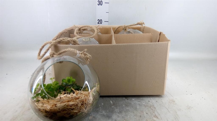 <h4>Arr.   Kamerplant Groen L%</h4>