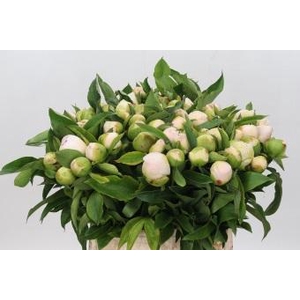 Paeonia Chiffon Parfait