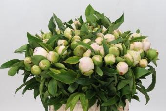 <h4>Paeonia Lact.  Chiffon Parfait</h4>