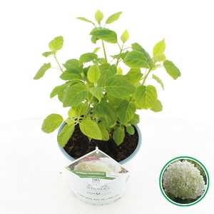Hydrangea arb. 'Strong Annabelle PW'® C5 (23cm.)