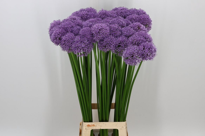 <h4>Allium Gladiator</h4>