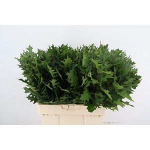 QUERC PALUSTRIS 065CM