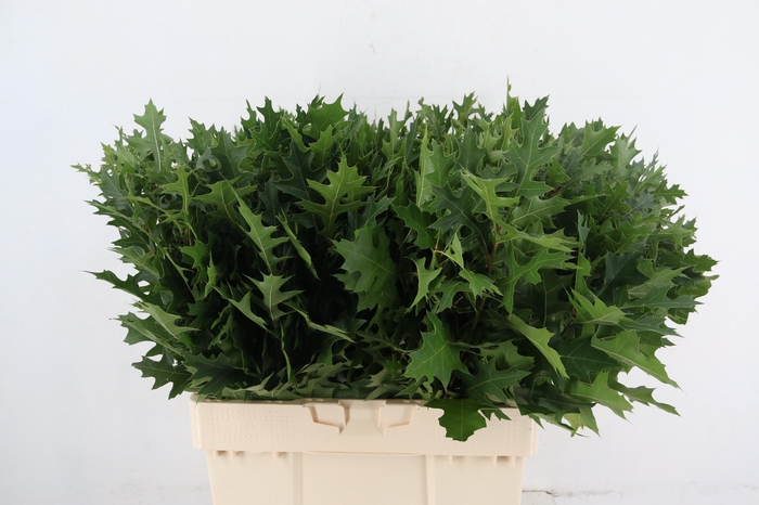 <h4>QUERC PALUSTRIS 065CM</h4>
