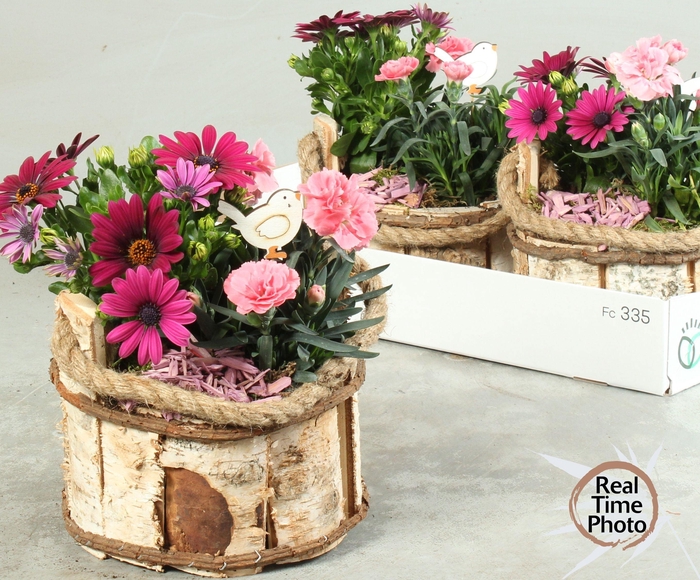 <h4>ARR TUINPLANTEN</h4>