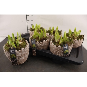 * Arr Ptnp4477 Beton Ei Grijs & Narcis Tete A Tete