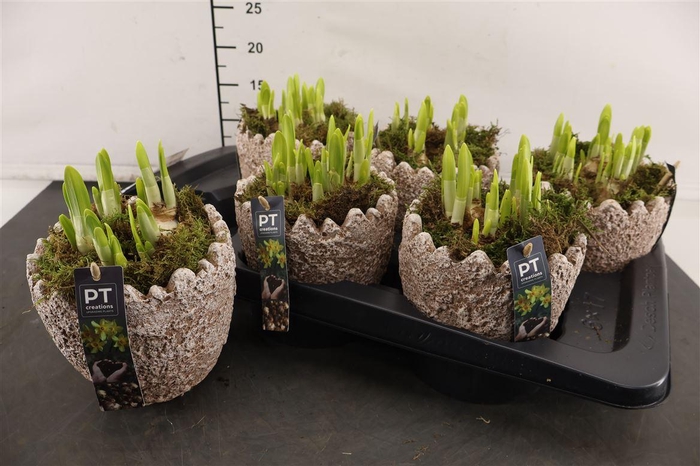 <h4>* Arr Ptnp4477 Beton Ei Grijs & Narcis Tete A Tete</h4>