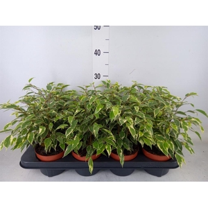 Ficus benja. 'Kinky'