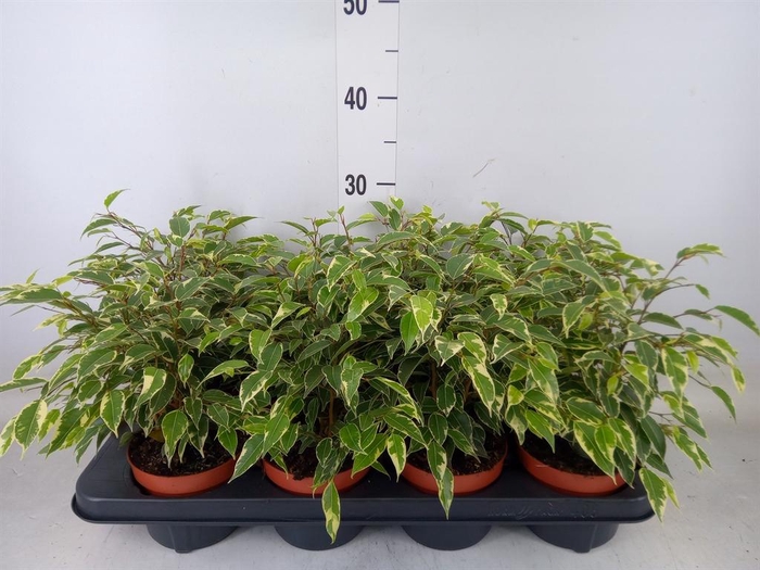 <h4>Ficus benja. 'Kinky'</h4>