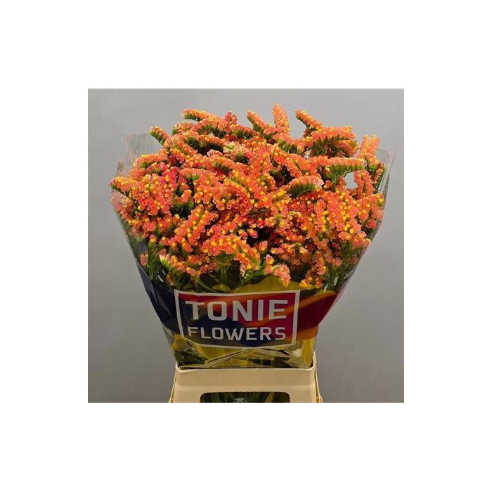 <h4>Lim S Royal Orange</h4>