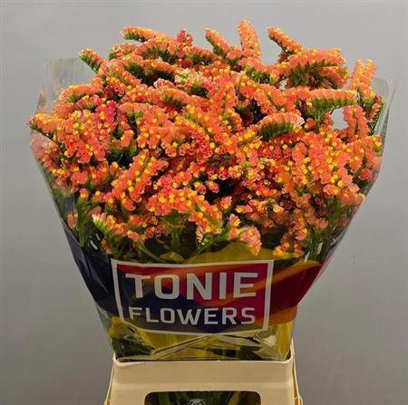 <h4>Lim S Royal Orange</h4>