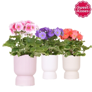 Primula Obconica Sweet Kisses mix in Diabolo pot mix