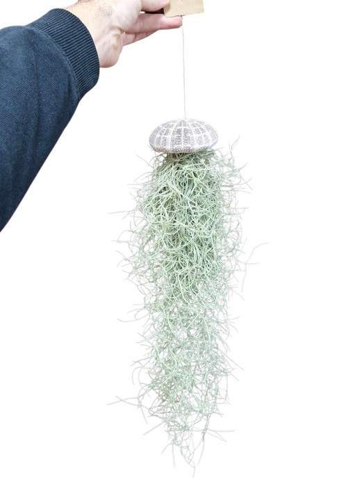 <h4>ARR TILLANDSIA</h4>