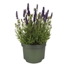 Lavandula angustifolia Spear Blue