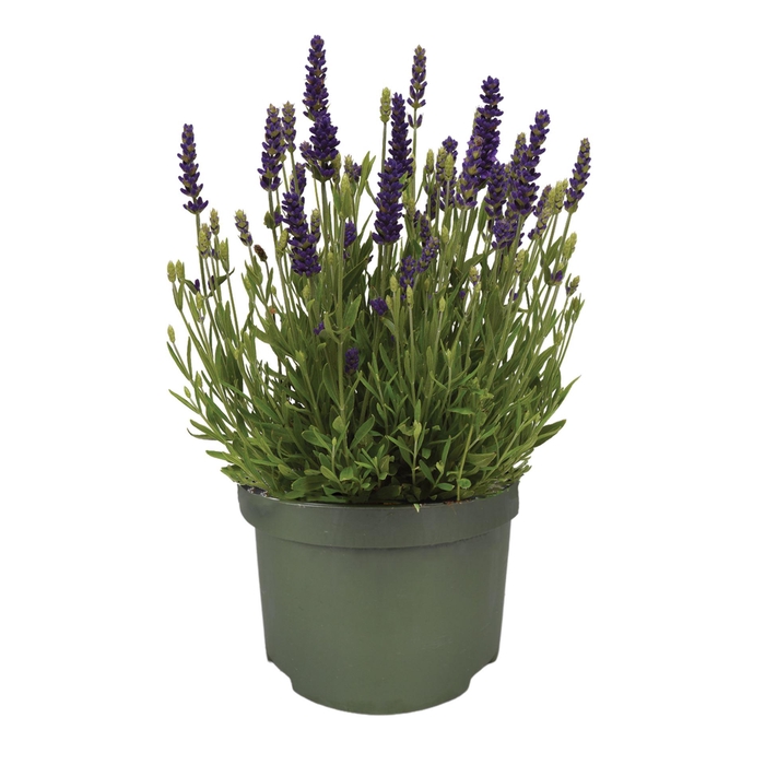 Lavandula angustifolia Spear Blue