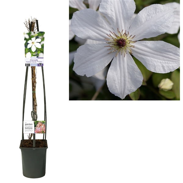 <h4>Clematis 'Forever Friends' PBR +light label</h4>