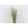 Dried Triticum X5 Frosted White Bunch