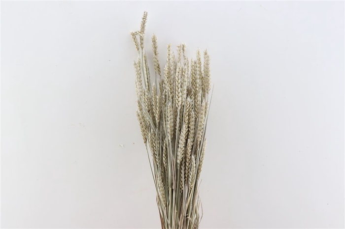 Dried Triticum X5 Frosted White Bunch