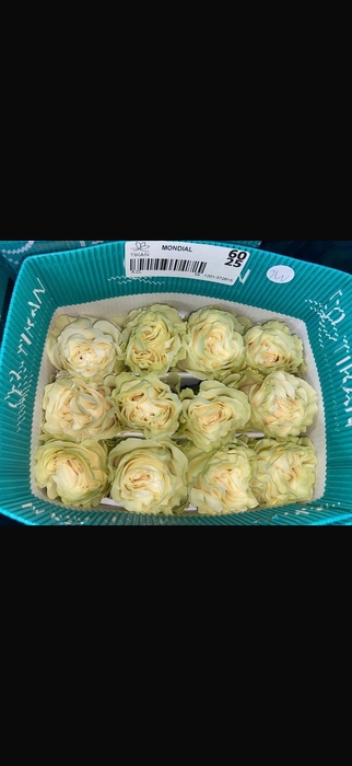 <h4>R GR MONDIAL</h4>