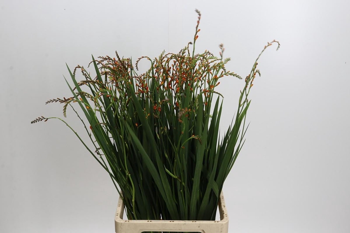 <h4>Crocosmia Red King</h4>