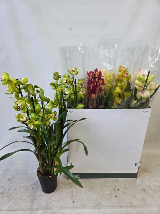 <h4>CYMB GEMENGD</h4>