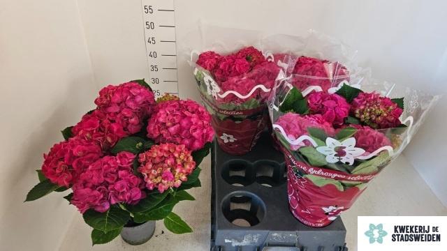 <h4>HYDR M AMSTERDAM</h4>