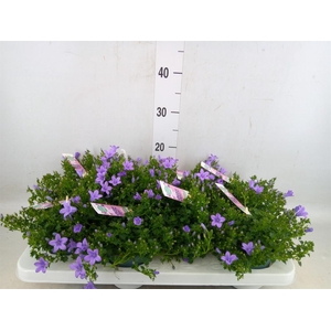 Campanula porten. 'Ambella Lavende'