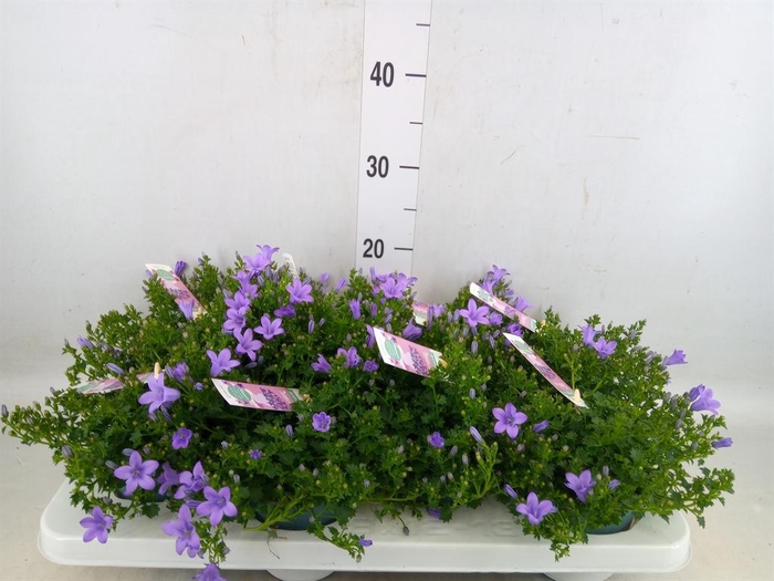 <h4>Campanula porten. 'Ambella Lavende'</h4>