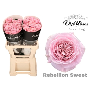 R GR REBELLION SWEET