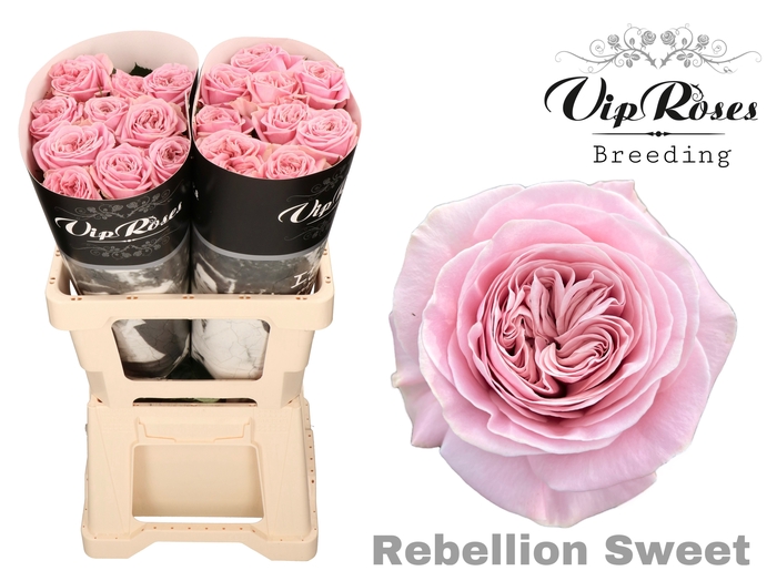 <h4>R GR REBELLION SWEET</h4>