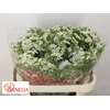 Chamelaucium Ofir White